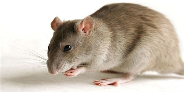 Mẹo đuổi chuột khỏi nhà vĩnh viễn với vài nguyên liệu tự nhiên
