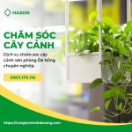 Dịch vụ chăm sóc cây cảnh – cây xanh văn phòng Đà Nẵng – Giá từ 10k/tháng/cây