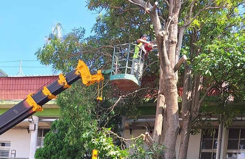 Dịch vụ cắt tỉa cây xanh tại Đà Nẵng chuyên nghiệp